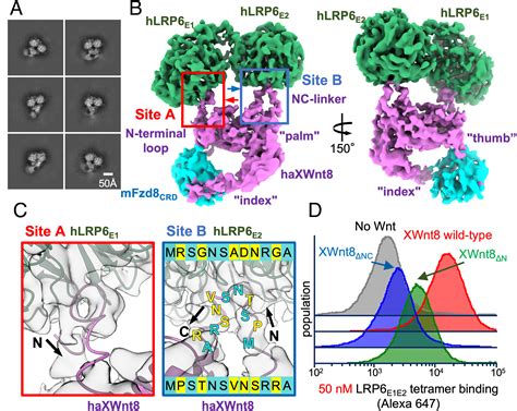 Structure Of The Wntfrizzledlrp Initiation Complex Reveals The Basis