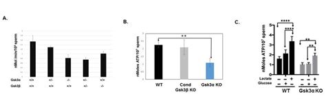 A Gsk3 Activity Assay Shows Significantly Reduced Activity When One