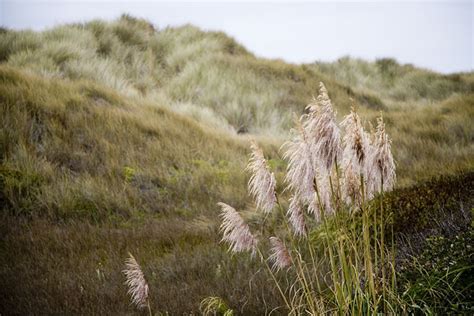 Pacific-coast-grass | Jenjoyce Design