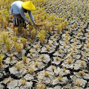 Dampak Kekeringan Mulai Mencekik Rakyat