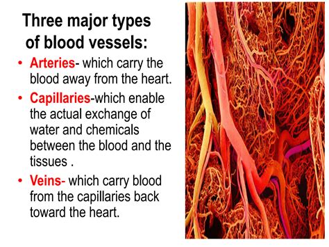 solution blood vessels studypool