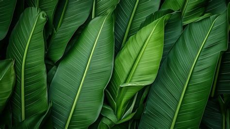 Stunning Macro View Of Banana Leaves With Textured Background Leaf