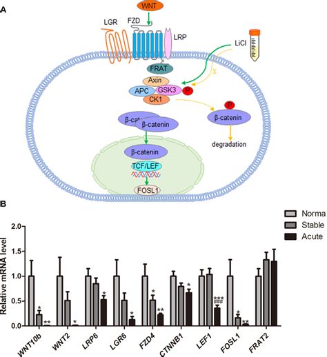 Validation Of Down Regulated Wnt Catenin Pathway In Aecopd A