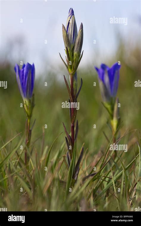 marsh gentian  res stock photography  images alamy