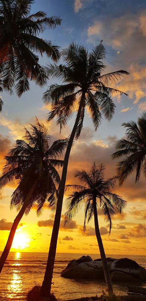 The Sun Is Setting Behind Two Palm Trees On The Beach In Front Of Some