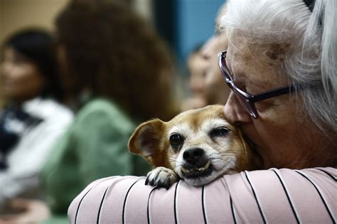 Roma Arriva Il Veterinario Sociale Un Aiuto Per Persone Fragili E I