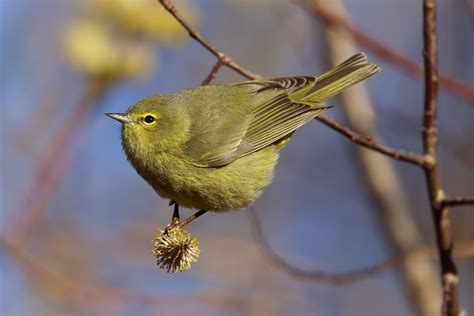 Orange Crowned Warbler Nature Manitoba