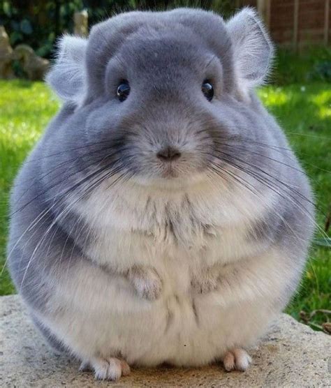 Pin By Ayse A On Birds And Animals Cute Animals Chinchilla Pet