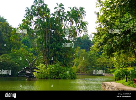 Swan Sculpture In The Botanic Gardens In Singapore Stock Photo Alamy