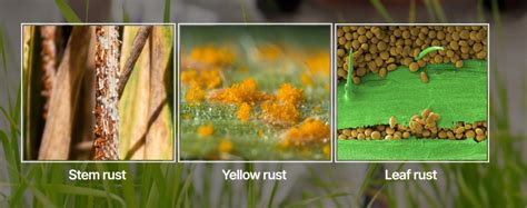 New Wheat Rust Genomics website launched - BGRI - Borlaug Global Rust ...