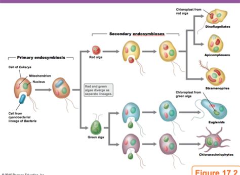 Chapter Protists Flashcards Quizlet