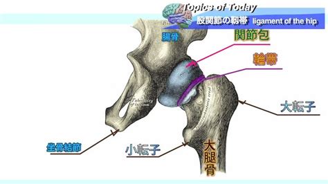 股関節の靱帯 Ligament Of The Hip 理学療法士による身体活動研究 Youtube