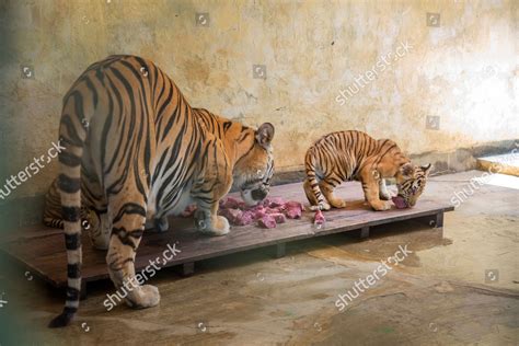 Two Tiger Cubs Eating Inside Their Editorial Stock Photo - Stock Image ...