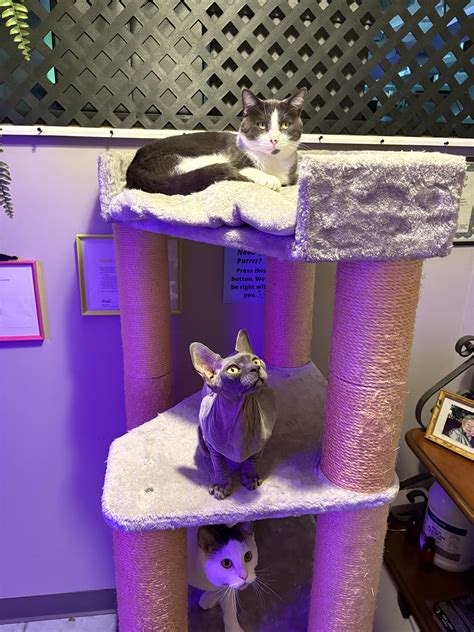 The Feline Hotel | Cat Boarding in Rochester Hills
