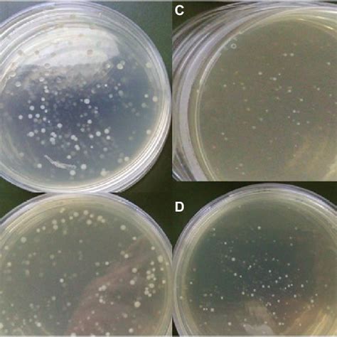 Antimicrobial studies of nanoparticles. Note: The samples with the ...