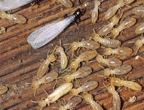 Complete Guide to Subterranean Termites | 087 551 0558