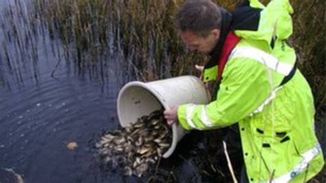 Thousands Of Coarse Fish In Kippax Re Homed Bbc News