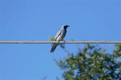 Australian Bird Native Black Faced - Free photo on Pixabay - Pixabay