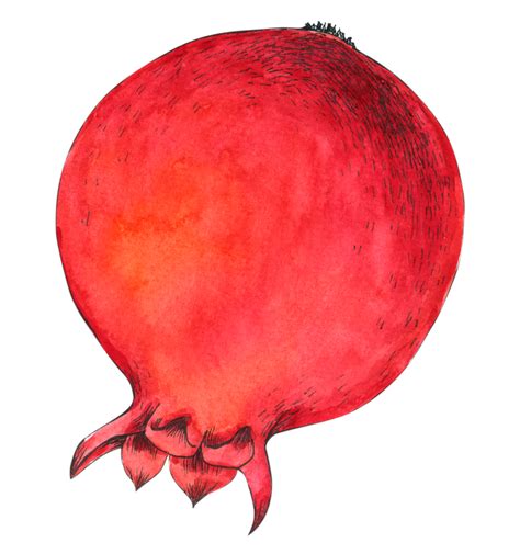 Pomegranate Fruit Watercolor Png