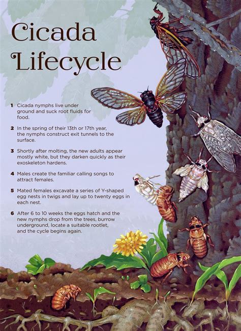 Cicada Life Cycle Giclée Print | Cicada art, Cicada, Birds and the bees