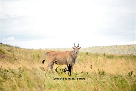 Days Masai Mara Group Joining Safari You Deserve A Holiday Offers