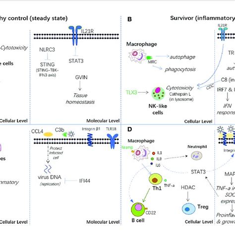 Hypothesis Of The Carp Immune Mechanism In Both Breeding Resistant