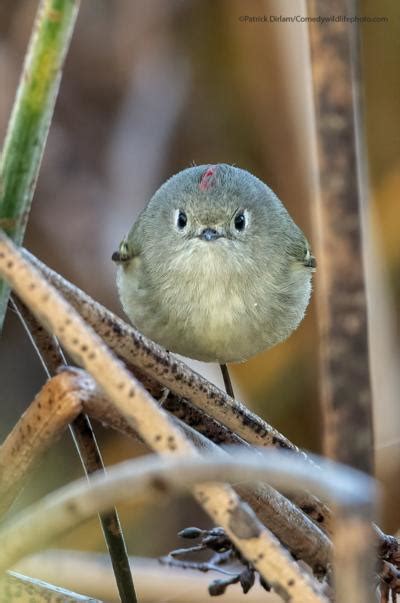 Thicc Bird Blank Template Imgflip