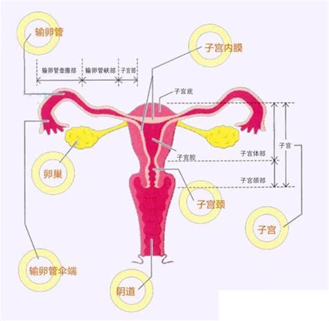 卵巢是如何工作的？月经是怎么形成的？