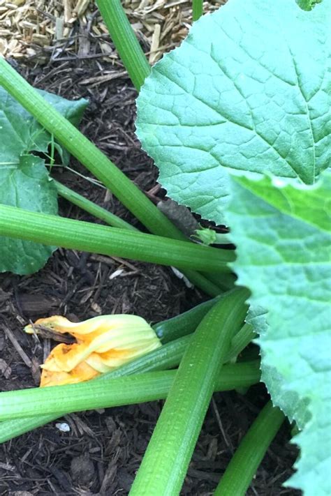 Growing Zucchini | Our Best Tips and Tricks!