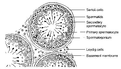 Explain With A Neat Labelled Diagram The T S Of Mammalian Testis