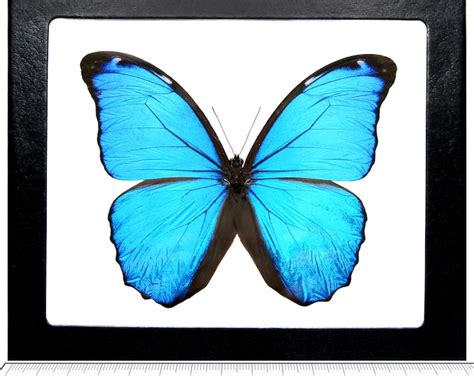 Blue Morpho Butterfly REAL Morpho Didius HUGE Unspread Etsy