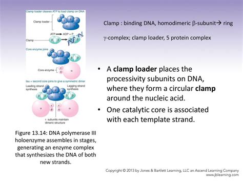 Chapter 13 Dna Replication Jocelyn E Krebs Ppt Download