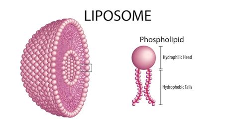 Premium Vector | Liposome structure