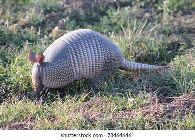 86 Armadillo Eating Images, Stock Photos & Vectors | Shutterstock