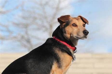 Nomes Para Cachorro Vira-lata - Nomes para Cachorro Vira Lata - 1000 Dicas e Ideais