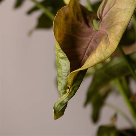 Why Does My Arrowhead Plant Have Yellow Leaves How To Fix