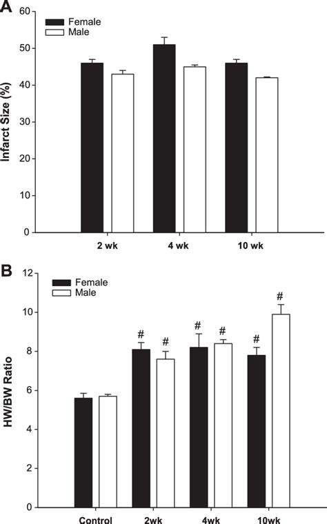 Quantification Of Infarct Size And Hypertrophic Response In Female And