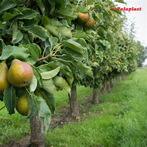 Pear Trees: Cultivation, Varieties, Benefits and Irrigation - Palaplast