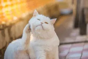 11 Major Signs That Your Cat Has Eczema - Our Eczema - Dedicated to ...