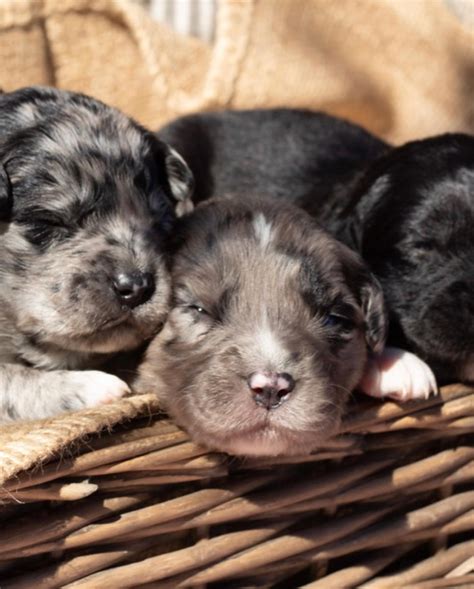 Blossom Hill Paws | Mansfield VIC