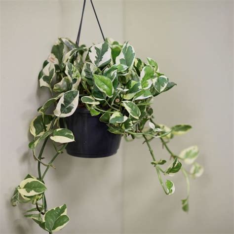 Epipremnum Aureum Njoy Pothos Syn Scindapsus Njoy Pothos Pothos Plant Care Trees