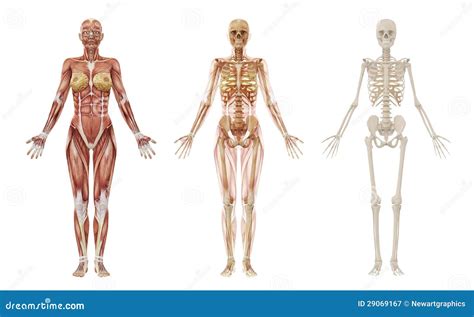 Human Anatomy Female Skeleton