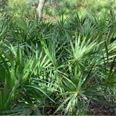 Saw Palmetto Berries: Benefits, Uses, and More