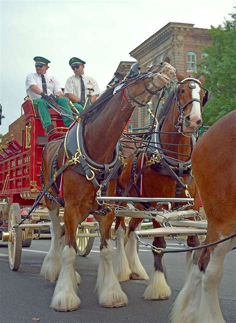 WATCH | Famous Budweiser Clydesdales make deliveries; to appear at ...