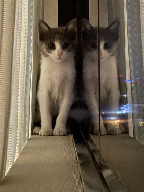 Rescued 8 week old kitten a month ago, still have some trouble