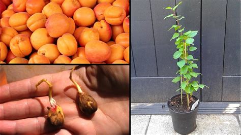 Faire Pousser Un Abricotier En Pot Growing An Apricot Tree In