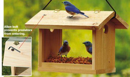 Bluebird Feeder Plans: How to Make a Bluebird Feeder