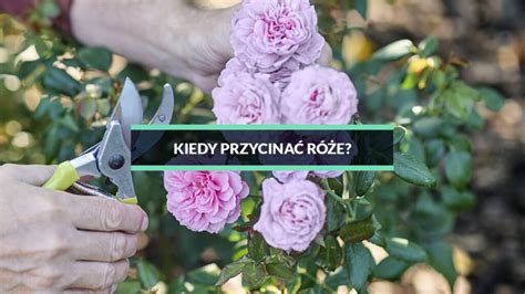 Kiedy przycinać róże pielęgnacja i przycinanie róż porady