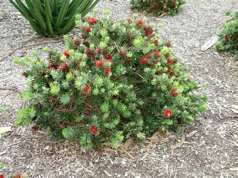 Spring Bloomer 1 - Little John Bottlebrush - Corona Landscape