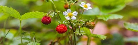 4 Weeds That Look Like Strawberries With Pictures Green Garden Tribe